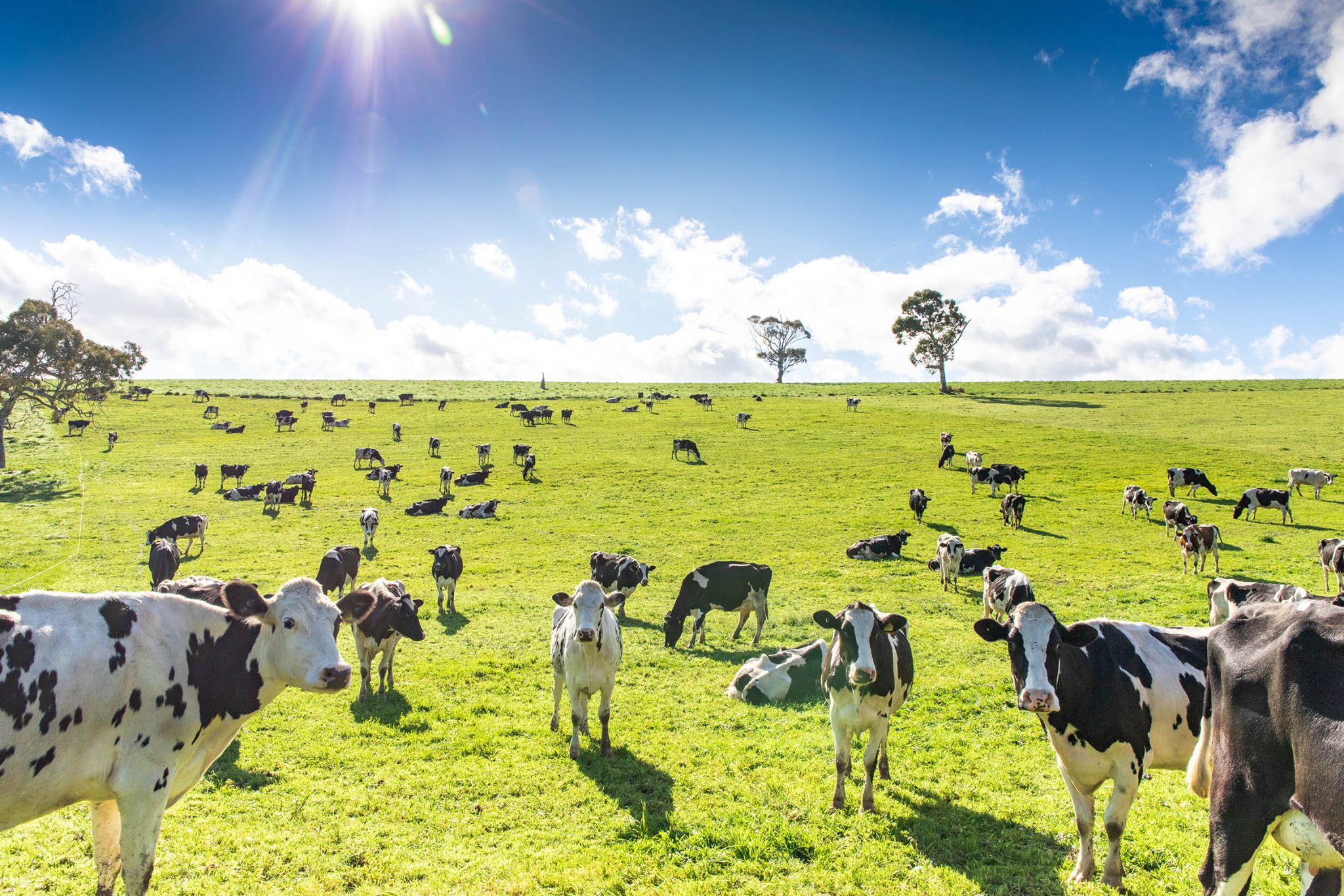 Meet the Farmers: Manna Farm - Fleurieu Milk Company | Supporting ...